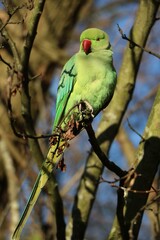 Male of Rose-ringed Parakeet sitting in the tree in Hyde Park in London, United Kingdom
