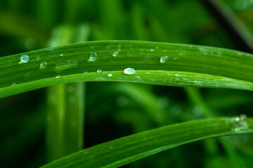 Stems of grass with drops of water