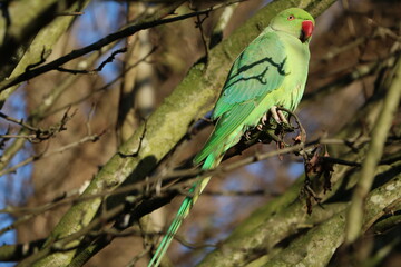 Psittacula krameri sitting in the tree in Hyde Park in London, United Kingdom
