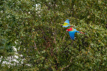 Parrot flying in dark green vegetation.
