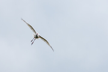 A Eurasian spoonbill in Bird sanctuary, on Lake Kerkini, Greece
