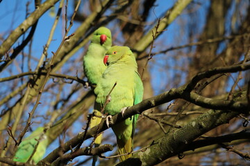 Green Rose-ringed Parakeet sitting in the tree in Hyde Park in London, United Kingdom
