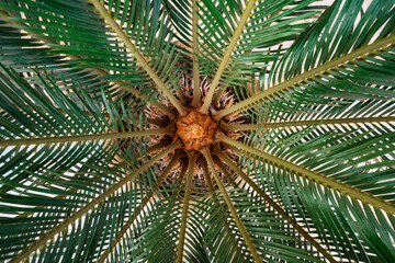 Top view potted palm tree