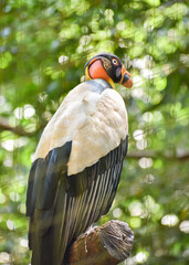A king vulture (Sarcoramphus papa) perched on a branch in Bird Park, a sanctuary in Foz do Iguaçu, Brazil.