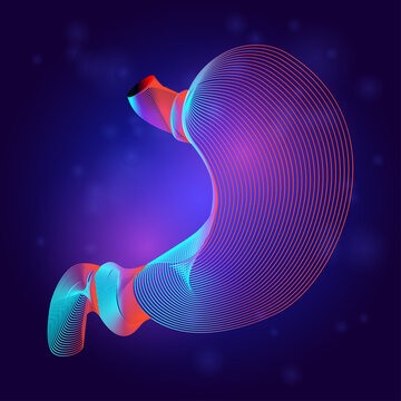 Human stomach medical structure anatomy. Outline vector illustration of body part internal organ in 3d line art style on neon abstract background