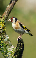 Fototapeta premium European goldfinch, Carduelis carduelis, sat on a branch in Norfolk, England