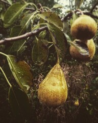 pear on tree