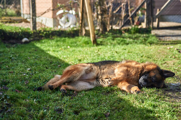 dog plays circling on the grass