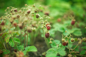 bed of ripe strawberries close up