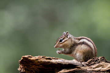 Naklejka na ściany i meble Siberian chipmunk (Eutamias sibiricus) in the forest in Noord Brabant in the Netherlands