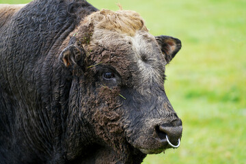 A bull with its horns cut off in the pasture