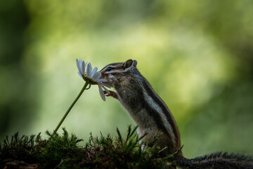 Siberian chipmunk (Eutamias sibiricus) in the forest in Noord Brabant in the Netherlands