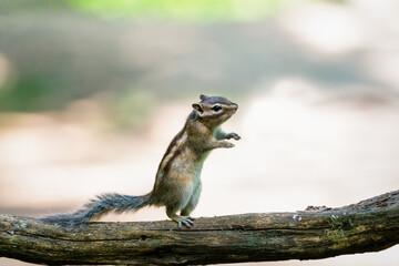 Siberian chipmunk (Eutamias sibiricus) in the forest in Noord Brabant in the Netherlands