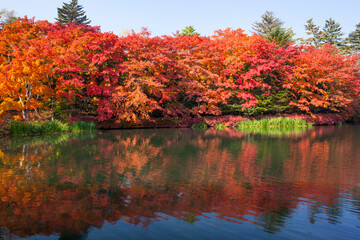 紅葉の雲場池
