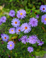 small perennial autumn flowers Erigeron delicate blue on a green background of grass top view