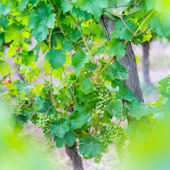 Fototapeta premium Domaine de Noiré winegrower, Ecological wine, Chinon, Indre-et-Loire Department, The Loire Valley, France, Europe