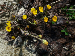 Group of spring flowers Coltsfoot bush. Medicinal plant with yellow buds.