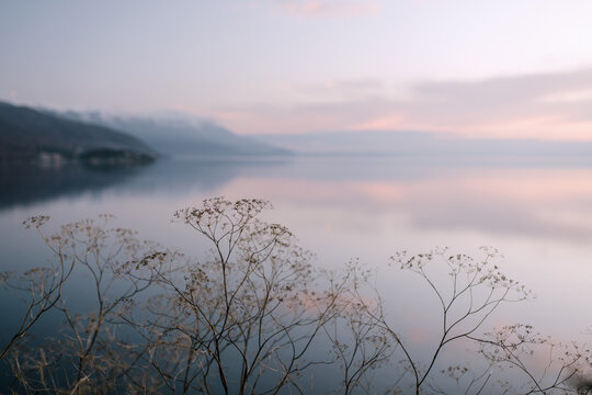 Dry plants on the lake shore