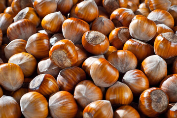 Hazelnuts on a pile close up. Texture of dried brown nuts.