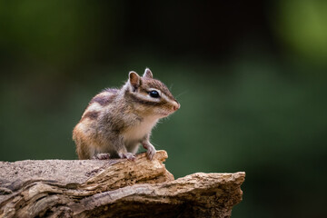 Naklejka na ściany i meble Siberian chipmunk (Eutamias sibiricus) in the forest in Noord Brabant in the Netherlands