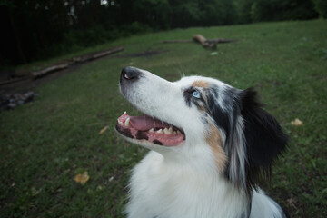  Australian shepherd with open mouth closeup portrait in summer field