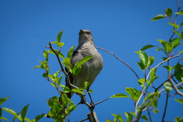 Catbird in Tree