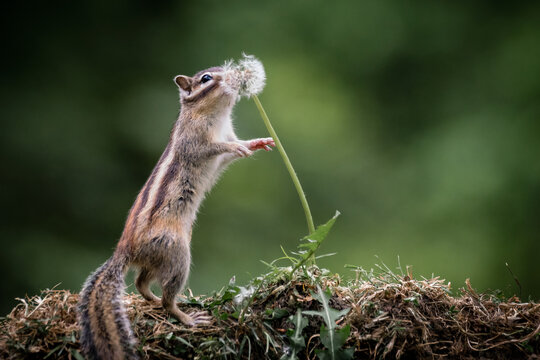 Siberian chipmunk (Eutamias sibiricus) in the forest in Noord Brabant in the Netherlands