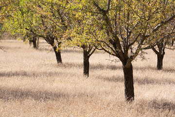 Sunny orchard with lined up almond trees. Like a carpet of blond grass on the ground. Early autumn, in the south of France, in Provence.