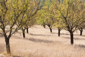 Sunny orchard with lined up almond trees. Like a carpet of blond grass on the ground. Early autumn, in the south of France, in Provence. Mountain in the background.