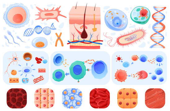 Anatomy of human cells, skin, blood cells bacillus, set of vector illustrations. Biology or anatomy education in schools and medical clinics. Neuron, dna, epidermis, nucleus, immune.