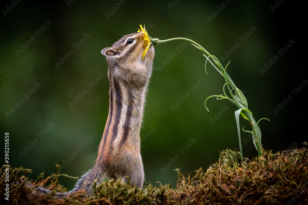 Wall mural squirrel with a flower