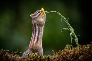 
Squirrel with a flower 