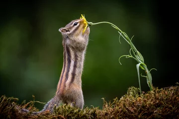 Poster Bosdieren  Squirrel with a flower   © Peter Ruijs