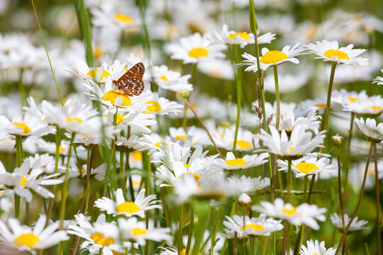 An orange butterfly in a field of wild daisies