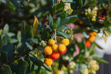Fruits of Arbutus unedo. Red and yellow edible berries of Arbutus unedo.