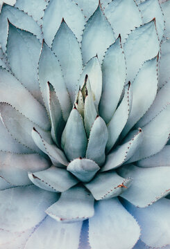 Fototapeta succulent cactus.