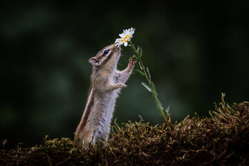 Siberian chipmunk (Eutamias sibiricus) in the forest in Noord Brabant in the Netherlands	