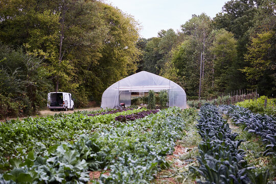 Vegetable Farm