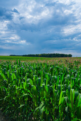 Corn plantation surrounding Rivau Castle and gardens, Lémeré, Indre-et-Loire Department, The Loire Valley, France, Europe