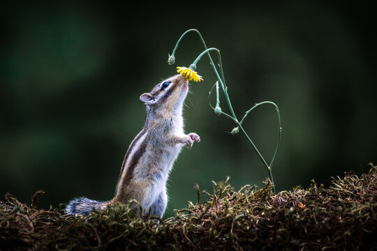 
Squirrel with a flower 