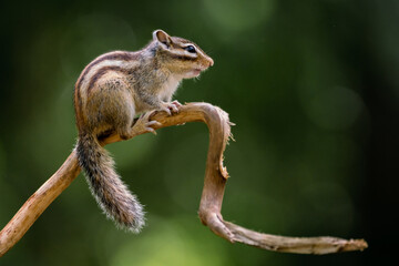Siberian chipmunk (Eutamias sibiricus) in the forest in Noord Brabant in the Netherlands