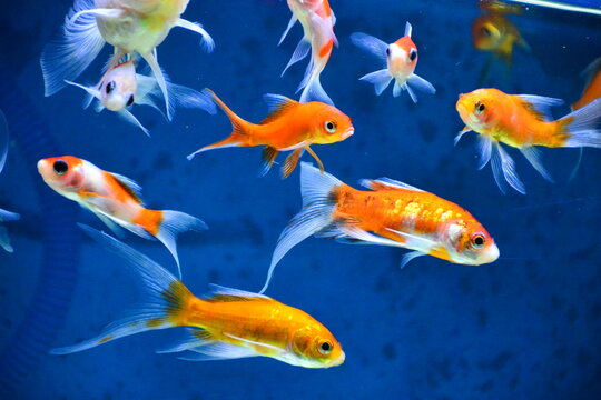 Gold fish isolated on background.