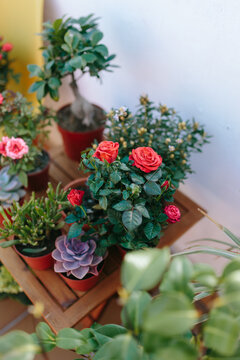corner of the terrace full of colorful seedlings in their pots.