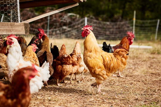Chickens