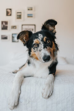 Portrait of a border collie dog