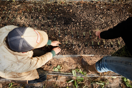 Two farmers planting seedlings