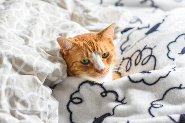 Fototapeta premium .The cat in his home medicine. Sweet kitten.