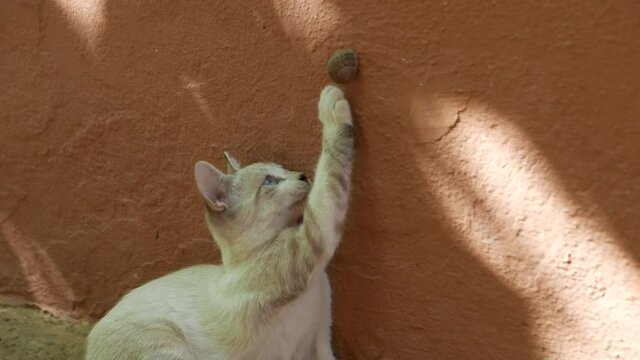 Young cat trying to grab a snail stuck to the wall
