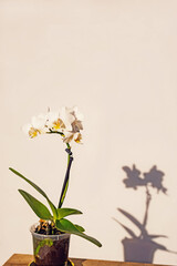 Beautiful tropical orchid flower in pot on wooden table against light background. Dark shadow. Space for text