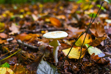 Mushroom in the autumn forest. Autumn forest landscapes
